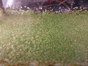 The duckweed isn't this thick all year round - during the dark days of winter it stuggles a bit and gets significantly sparser.  In my experience, there's always enough for experiments, though.