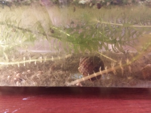 A closeup of a snail and elodea.  The "fuzziness" at the top is a thick mat of duckweed roots.